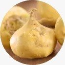 Maca peruana